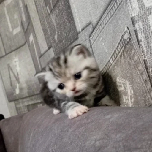 котеночки - 