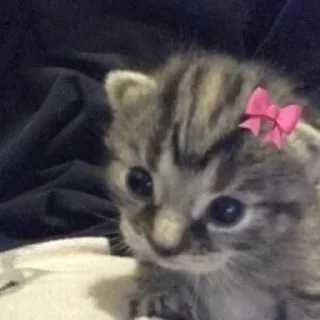 Sticker котеночки - 10