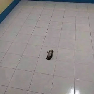 Sticker котеночки - 5