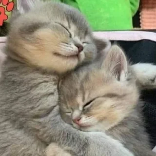 Sticker kotenokpak - 5