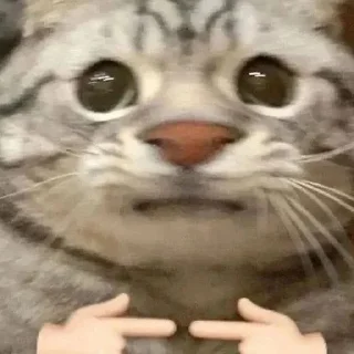 Sticker kotenokpak - 2