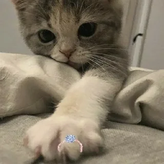 Sticker kotenokpak - 6