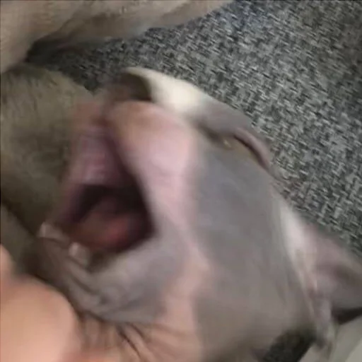 домашнее животное собака Человек