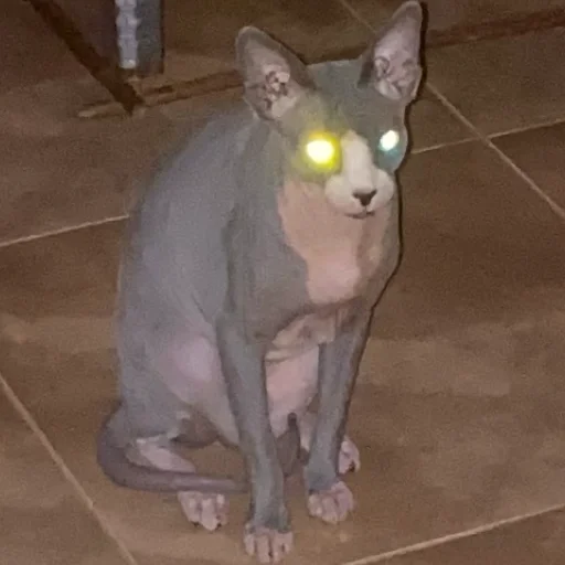 животное млекопитающее этаж