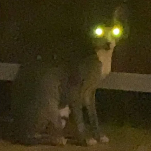 Ночь животное свет