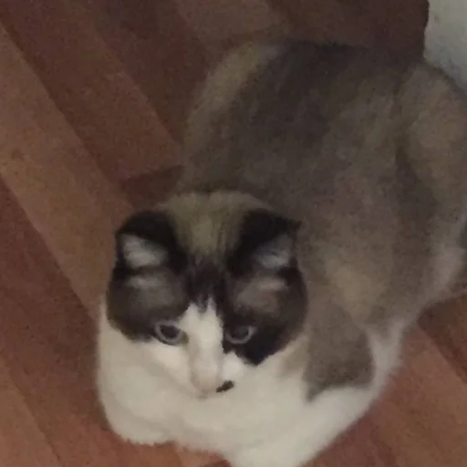 млекопитающее животное кошка