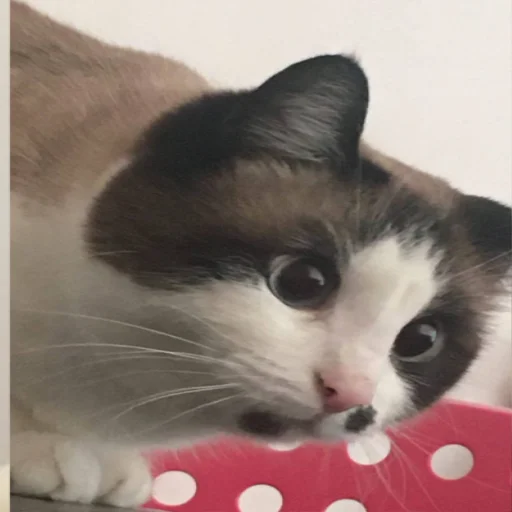 кошка животное кошки малого и среднего размера