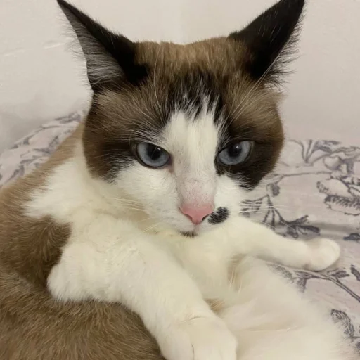 животное млекопитающее кошка