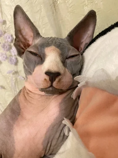 животное млекопитающее домашнее животное