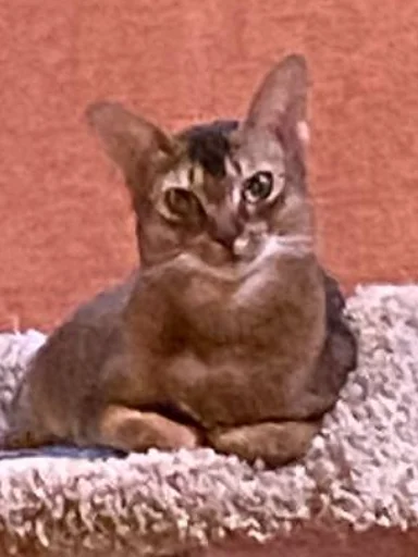 животное млекопитающее кошка