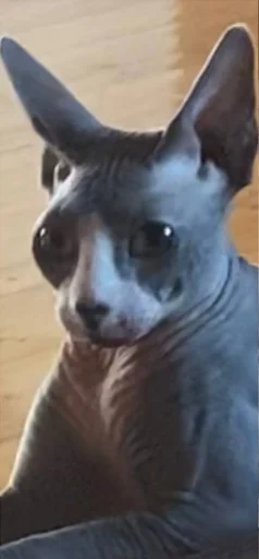 животное млекопитающее домашнее животное