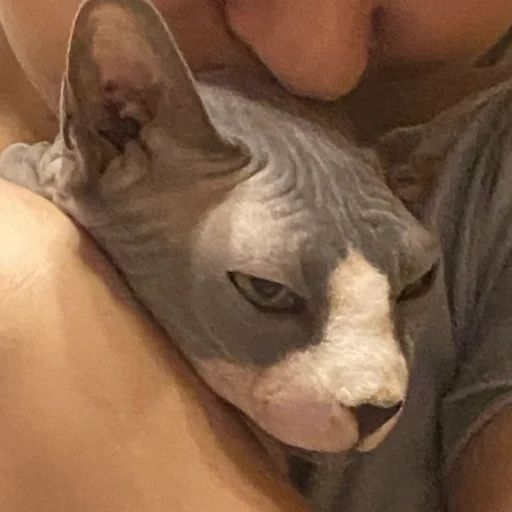 Человек домашнее животное комнатный