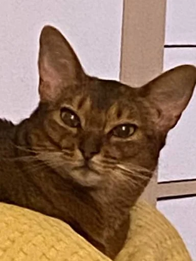 кошка животное млекопитающее