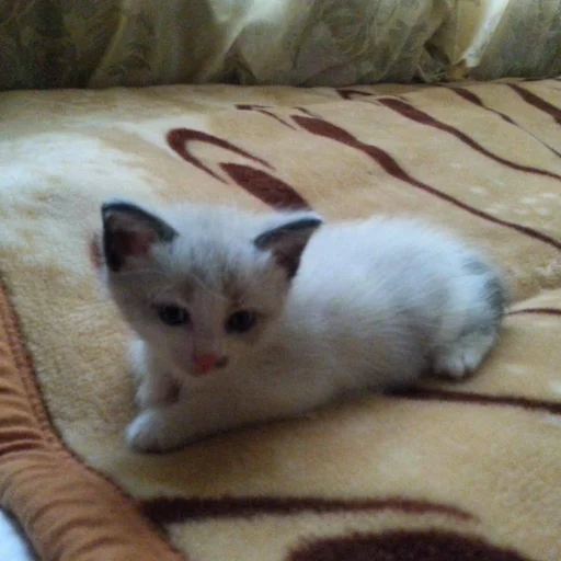 животное комнатный млекопитающее