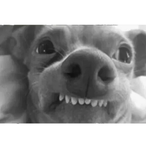 Sticker koteykap1 - 1