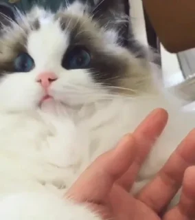 Стикер Kittens @stickersb2b - 3