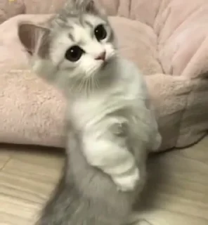 Стикер Kittens @stickersb2b - 10