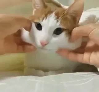 Стикер Kittens @stickersb2b - 1