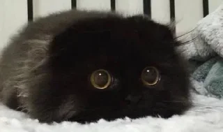 Стикер Kittens @stickersb2b - 5