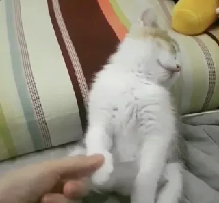 Стикер Kittens @stickersb2b - 0