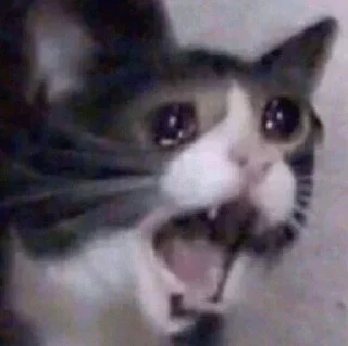 Стикер Kittens @stickersb2b - 6