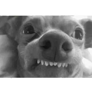 Стикер Kittens @stickersb2b - 8