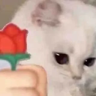 Sticker котики х2 @zauxsa @emojis4 - 11