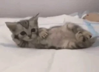 Sticker котики х2 @zauxsa @emojis4 - 6