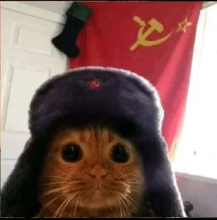 Sticker котики х2 @zauxsa @emojis4 - 9