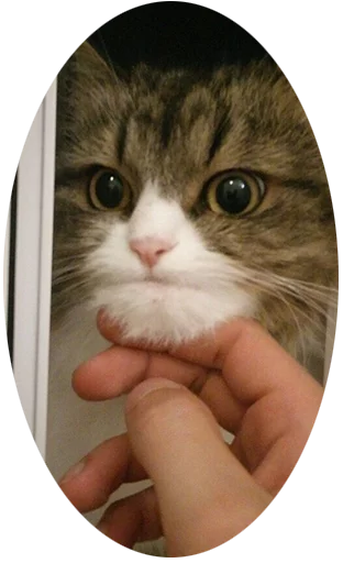 Sticker koti_moti - 1