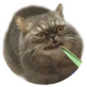 Стикер котеки - 5