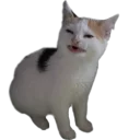 Стикер котеки - 6