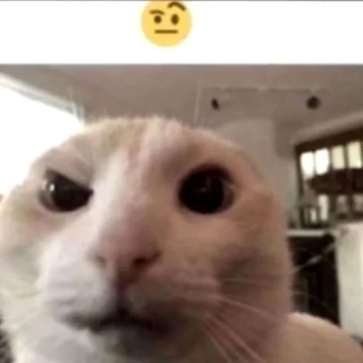 Sticker koticperdit - 1