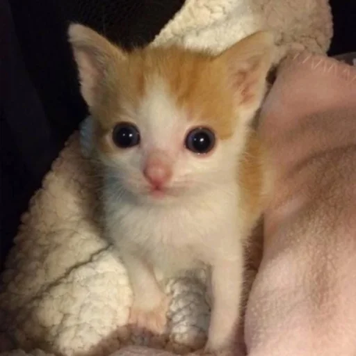 Sticker koticperdit - 1