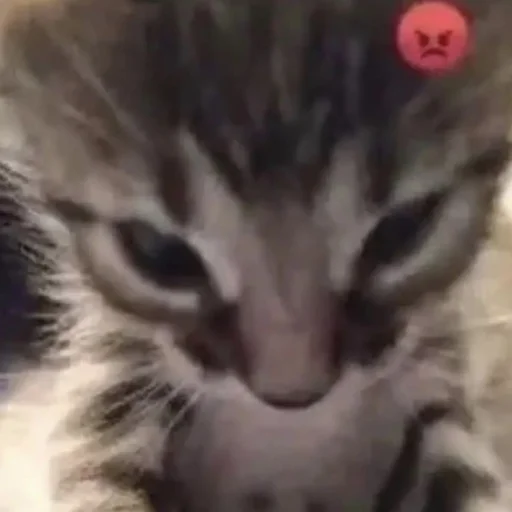 Стикер koticperdit - 1