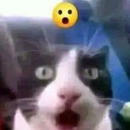 котенок пердит и дрищет - 