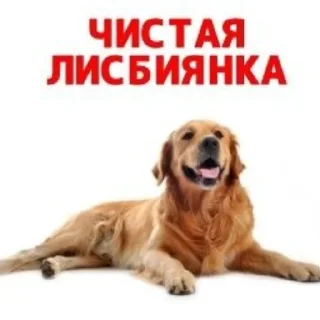 Sticker котенок пердит и дрищет - 8