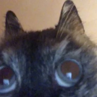 Sticker котенок пердит и дрищет - 0