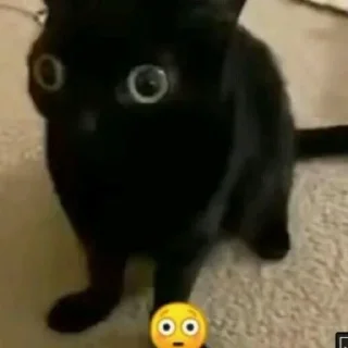 Sticker котенок пердит и дрищет - 5