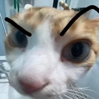 Sticker котенок пердит и дрищет - 10