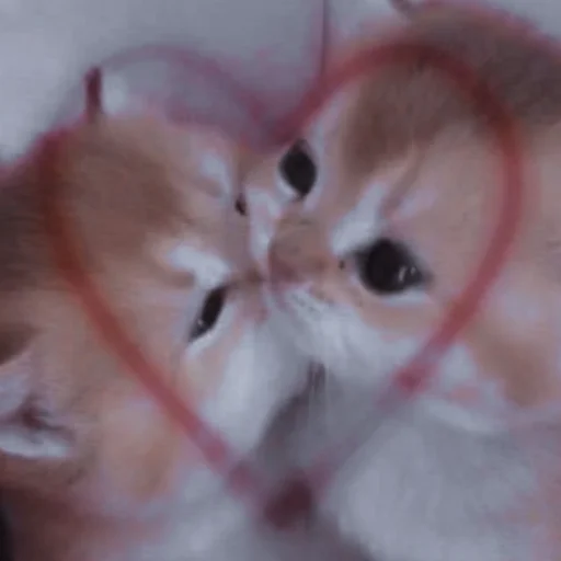 ˚₊‧ᝰᴄᴀᴛsᝰ‧₊˚ - 