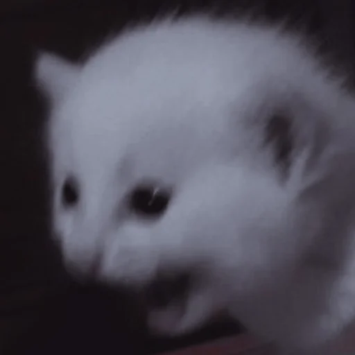 Стикер ˚₊‧ᝰᴄᴀᴛsᝰ‧₊˚ - 11