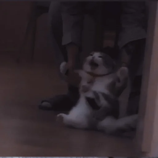 Стикер ˚₊‧ᝰᴄᴀᴛsᝰ‧₊˚ - 10