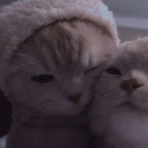 Стикер ˚₊‧ᝰᴄᴀᴛsᝰ‧₊˚ - 9