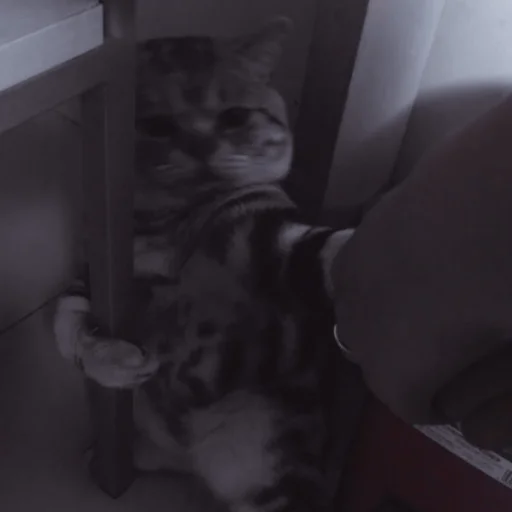 Стикер ˚₊‧ᝰᴄᴀᴛsᝰ‧₊˚ - 7