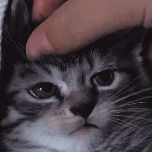 Стикер ˚₊‧ᝰᴄᴀᴛsᝰ‧₊˚ - 6