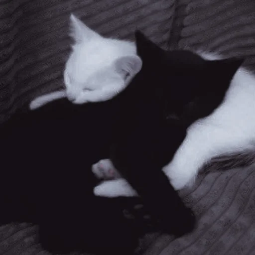 Стикер ˚₊‧ᝰᴄᴀᴛsᝰ‧₊˚ - 5