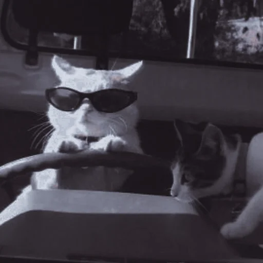 Стикер ˚₊‧ᝰᴄᴀᴛsᝰ‧₊˚ - 4