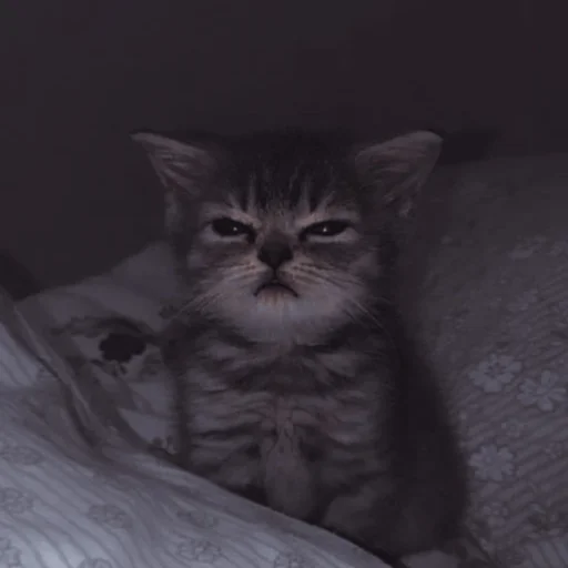 Стикер ˚₊‧ᝰᴄᴀᴛsᝰ‧₊˚ - 3