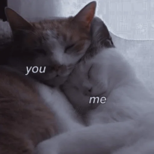 Стикер ˚₊‧ᝰᴄᴀᴛsᝰ‧₊˚ - 2